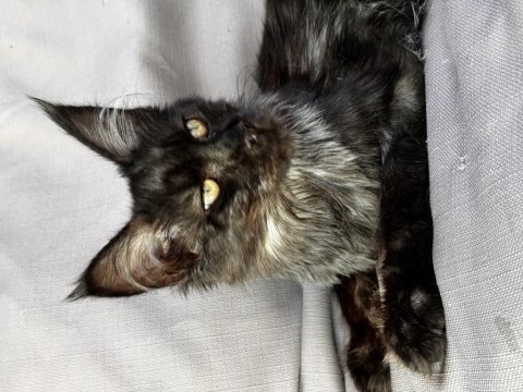 Kalitenin adresi big claw - maine coon