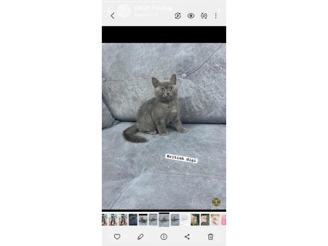 Blue british shorthair kediler izmir