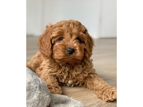 Mikro teacup orijinal maltipoo yavrularım