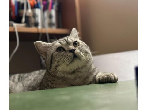 British shorthair oğluma dişi arıyorum