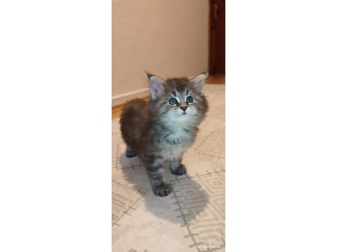İlloai ve arthur yavruları hepsi şampiyon adayı maine coon