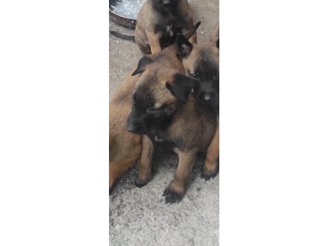 Malinois orjinal