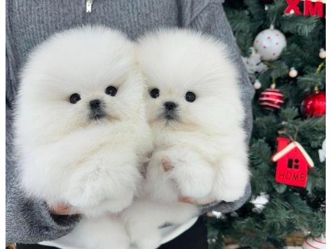 Show kalite pomeranian boo yavrularım