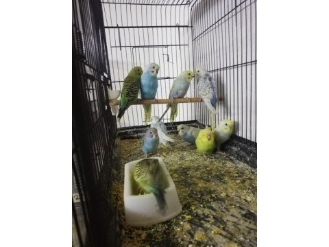 Muhabbet kuşu yavru ele alıştırılmalık