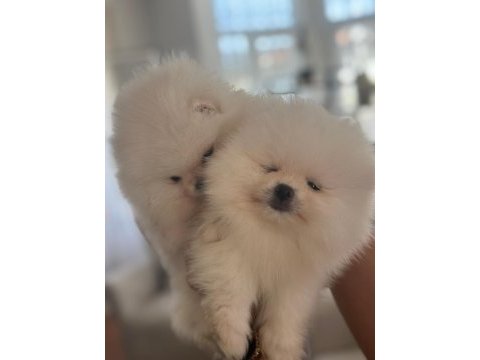 Show kalite pomeranian bebekler