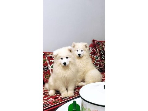 Kıf-fcı şecereli mükemmel kalite samoyed son 1 yavru