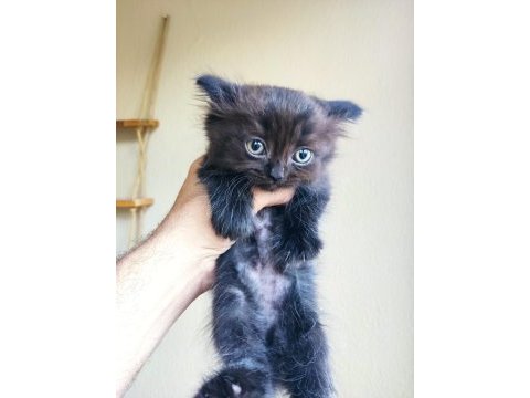 Kara scottish fold oğluma aile arıyorum