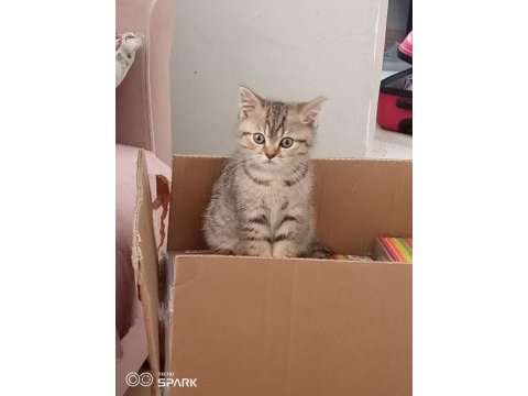 Takip şartlı sahiplendirme kedimiz