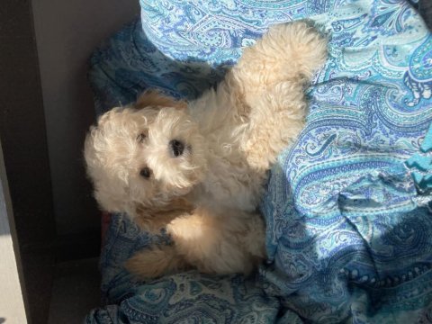 Poodle köpekler biz hazırız
