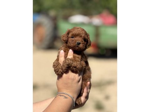 Çiş eğitimli aşılı küçük boy poodle 