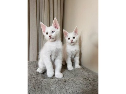 Saf kan şecereli beyaz aslanlar maine coon yavruları