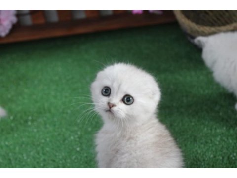 Full şecereli scottish fold yavrularım