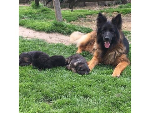 Alman çoban köpeği yavruları