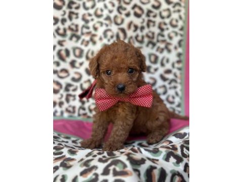 Minik sevimli toy poodle bebekler