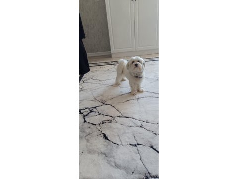 Maltese terrier 1,5 yaşında