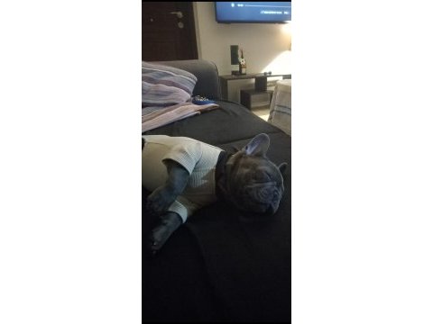 Ocak 10 doğumlu 2 karma yapıldı french bulldog