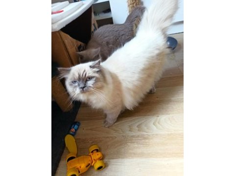 Blue point longhair erkek 1 yaşında