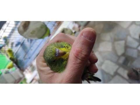 Üretimhaneden muhabbet kuşu yavruları