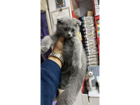 Kendi british shorthair yavrum british orjinal safkan