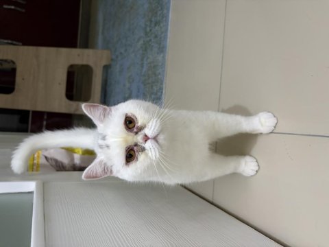 11 aylık erkek british shorthair kedimiz
