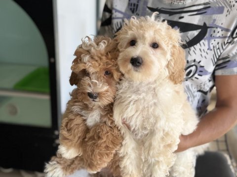 Aşılı pasaportlu wc eğitimli maltipoo yavrularımız
