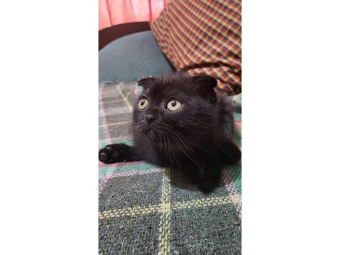 Scottish fold black tabby baby