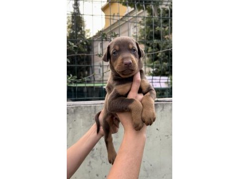 Harika anatomi doberman yavrular