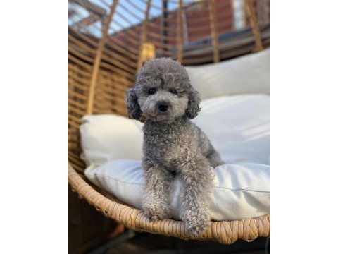 Özel renk siver poodle 