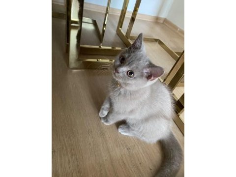 Lilac british shorthair