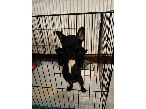 2,5 aylık dişi french bulldog