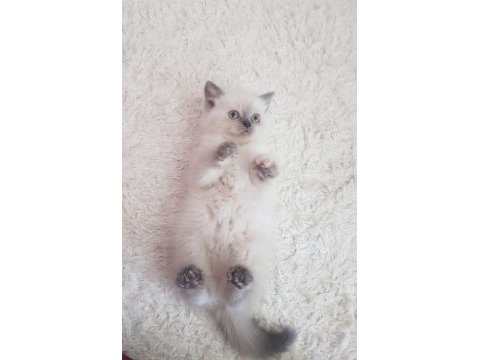 Özel renk british shorthair-sağlıklı eğitimli yavrular