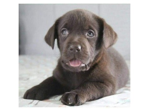Mükemmel kalitede labrador yavrular