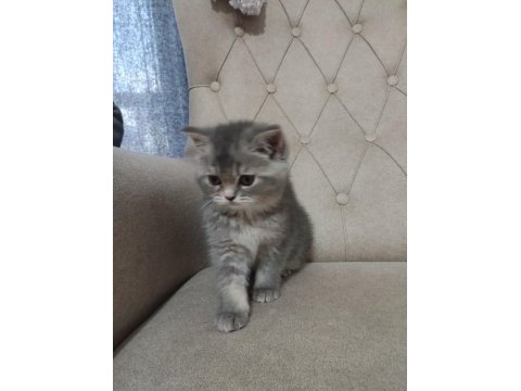 Saf cins sağlıklı british shorthair yavrular