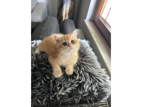 Şecereli golden ny12 dişi british shorthair