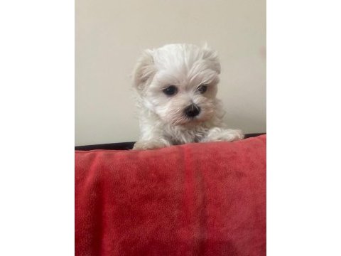 Irkının en mükemmeli maltese terrier yavrularımız