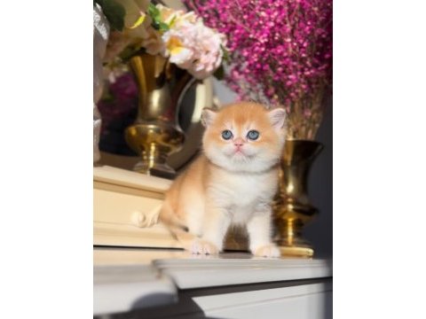 Altın parlaklığında golden british shorthair 
