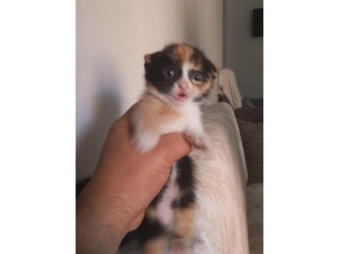Yavru kedilere yeni yuva aranıyor