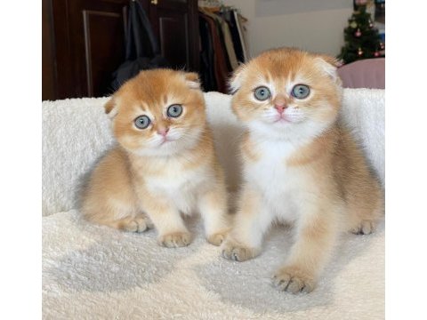 Scottish fold asil prens ve prenses