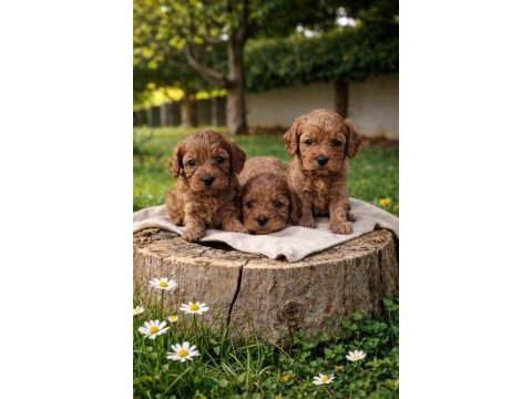 Cavapoo bebekler