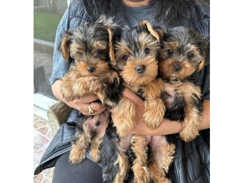 Yorkshire terrier 2 aylık 1 dişi 2 erkek