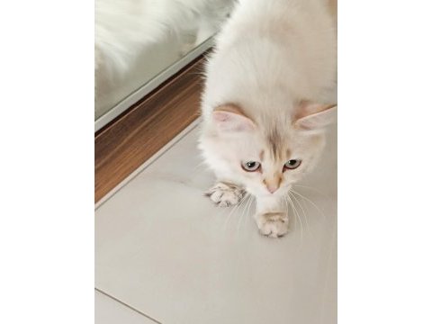 Britsh longhair 1 yaşında kedimiz