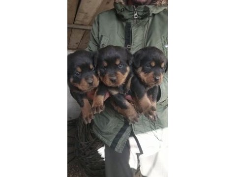 45 günlük koca kafa rottweiler yavrular