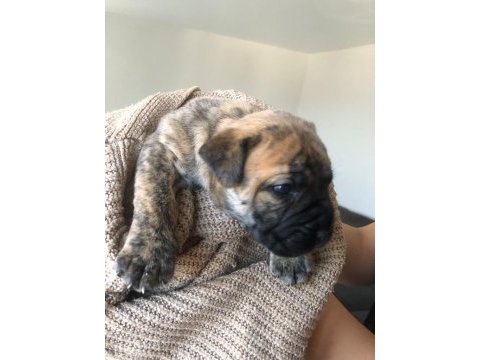 Safkan presa canario yavrular