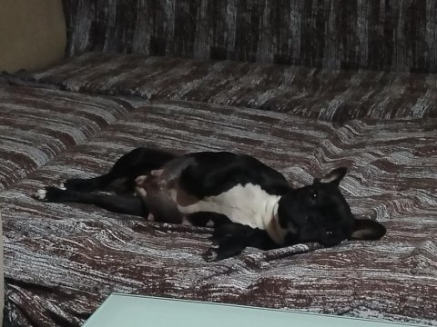 En küçük boy dişi fransız buldog eğitimli 2.5 yaşında