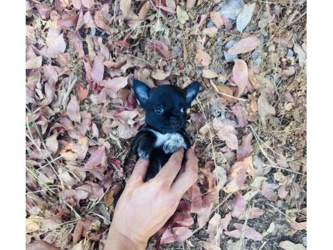 Elma kafa dişi chihuahua yavrumuz hazır