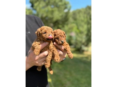 Evinizin neşesi poodle yavrular
