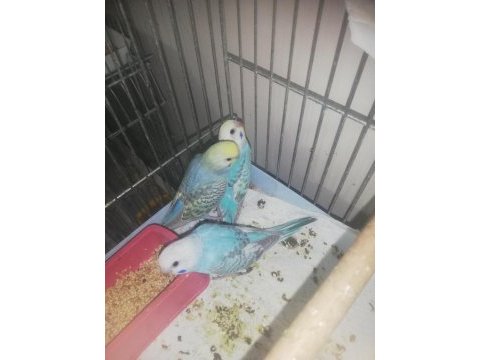 Yeme düşen ve düşecek muhabbet kuşu yavrular