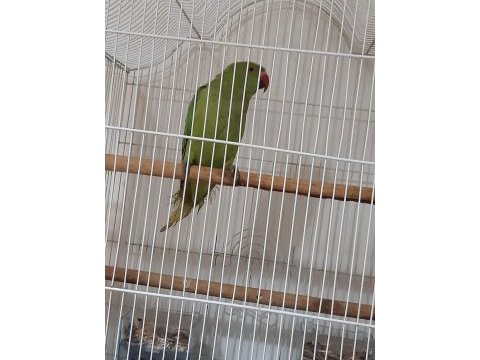 5 aylık erkek pakistan papağanı
