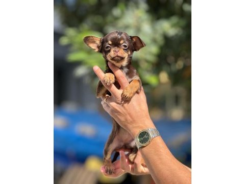Chihuahua yavrularımız