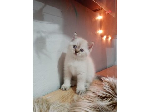 British longhair dişi